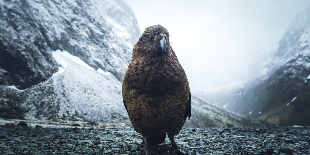 new zealand native bird, the kea, lets build a more sustainable world, collectively, every little bit we do will help